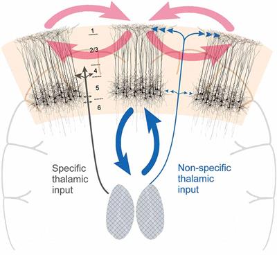 Coupling the State and Contents of Consciousness